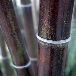 Bamboo Phyllostachys Nigra